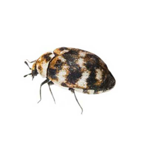 Varied Carpet Beetle identification in Cordova, TN |  Allied Termite & Pest Control