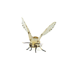 Webworm identification in Cordova, TN |  Allied Termite & Pest Control