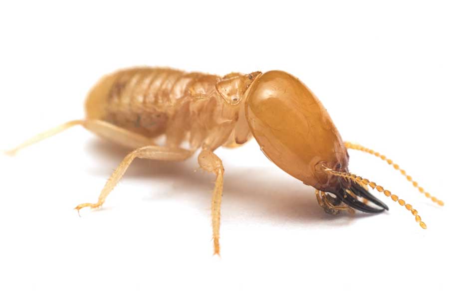 what does a termite look like in Cordova, TN |  Allied Termite & Pest Control