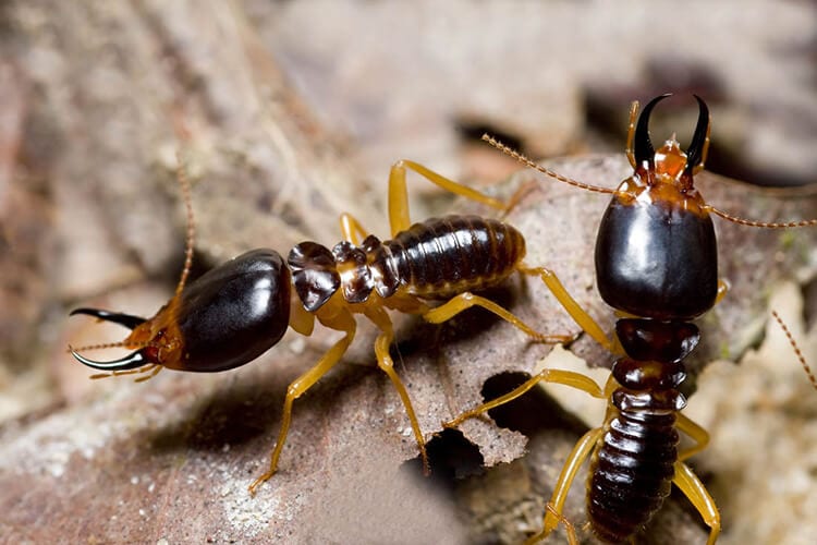 what termites are in Cordova, TN |  Allied Termite & Pest Control