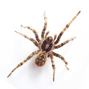 Wolf Spider identification in Cordova, TN |  Allied Termite & Pest Control