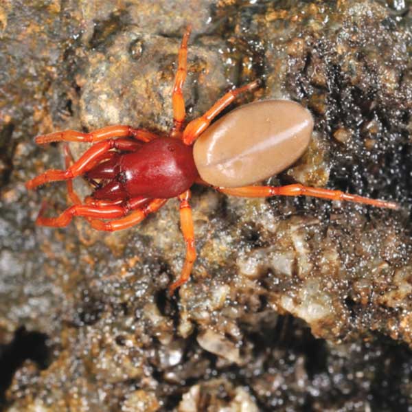 Woodlouse Spider identification in Cordova, TN |  Allied Termite & Pest Control