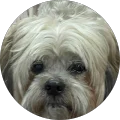 Maylon P. Avatar