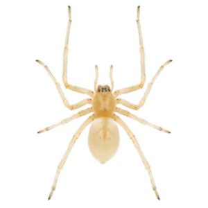 Sac Spider identification in Cordova, TN |  Allied Termite & Pest Control