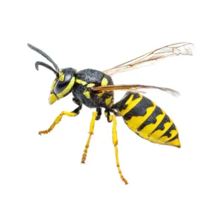 Yellowjacket identification in Cordova, TN |  Allied Termite & Pest Control